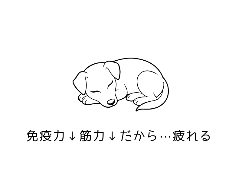犬の疲労回復に“酸素チャージ”|繁殖引退犬やシニア犬にもおすすめの自宅ケア02.png
alt=" 犬の疲労回復に“酸素チャージ”|繁殖引退犬やシニア犬にもおすすめの自宅ケア| 免疫力、筋力ていか"