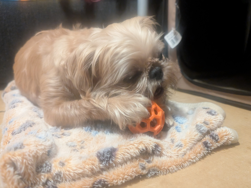 犬がおもちゃに興味を示さないのはなぜ？【繁殖引退犬】の遊びデビューをサポート！02.png
alt="犬がおもちゃに興味を示さないのはなぜ？【繁殖引退犬】の遊びデビューをサポート！"