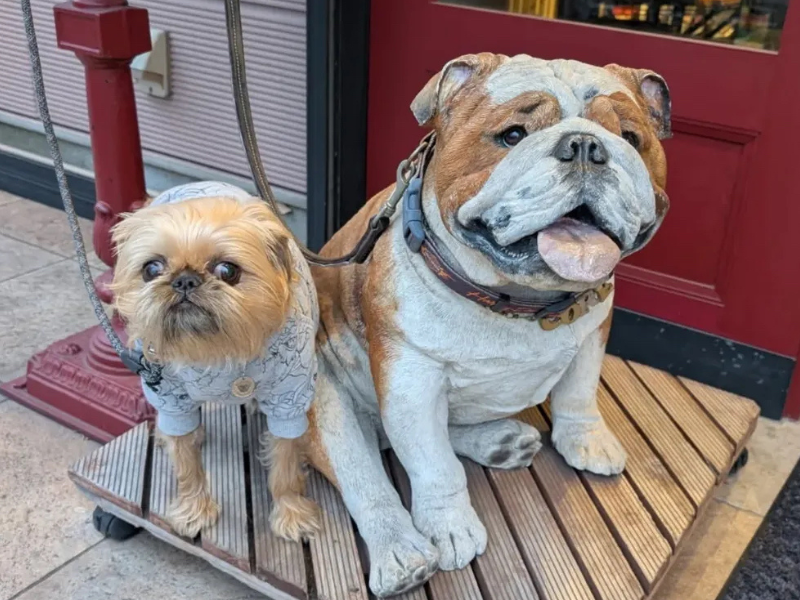 笑ちゃんと先住犬に見立てた置物の写真.png
alt=" 笑ちゃんと虎ちゃん"