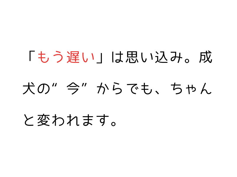 成犬のトイレトレーニングは遅くない|保護犬・繁殖引退犬の実録と成功のステップ01.png
alt="成犬のトイレトレーニングは遅くない|保護犬・繁殖引退犬の実録と成功のステップ"
