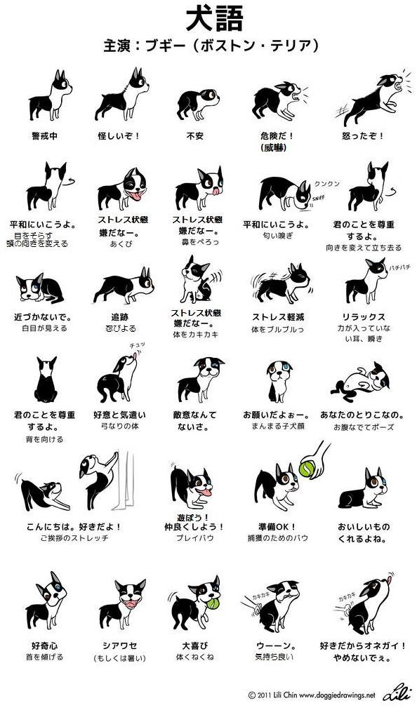 犬のカーミングシグナルとは?サインの意味と見逃さない接し方ガイド02.png alt=" 犬のカーミングシグナルとは?サインの意味と見逃さない接し方ガイド"