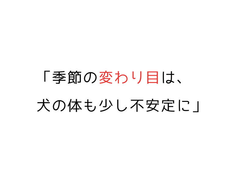 犬の免疫力と秋の体調管理｜季節の変わり目に注意すべきサインとケア方法07.png
alt=" 犬の免疫力と秋の体調管理｜季節の変わり目に注意すべきサインとケア方法"