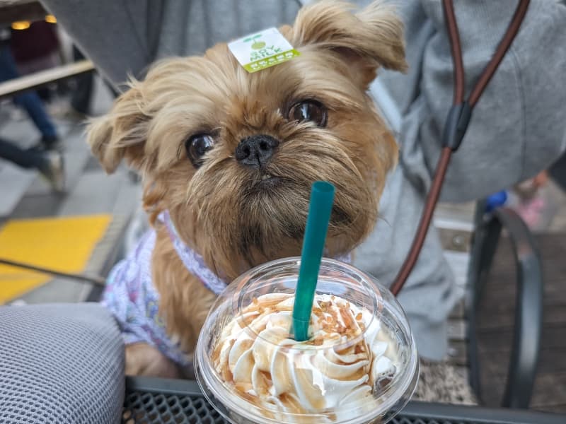 犬のカーミングシグナル 一覧｜あくびや目そらしは不安？06.png
alt="犬のカーミングシグナル 一覧｜あくびや目そらしは不安？"