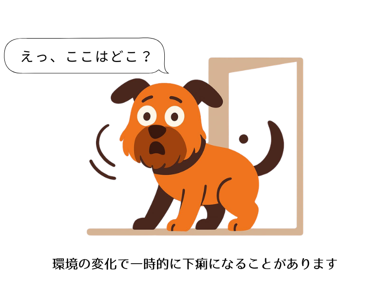 環境ストレスに焦点を当てたタイプ（親しみやすさ重視）
「引っ越しや来客、急な環境の変化で愛犬がゼリー状の下痢に…」そんな経験はありませんか？実はストレスで腸の粘膜が剥がれることがあります。笑ちゃんの実体験を交え、一時的な下痢の見極め方と、飼い主さんが自宅でできる安心のケア方法を詳しく解説します。