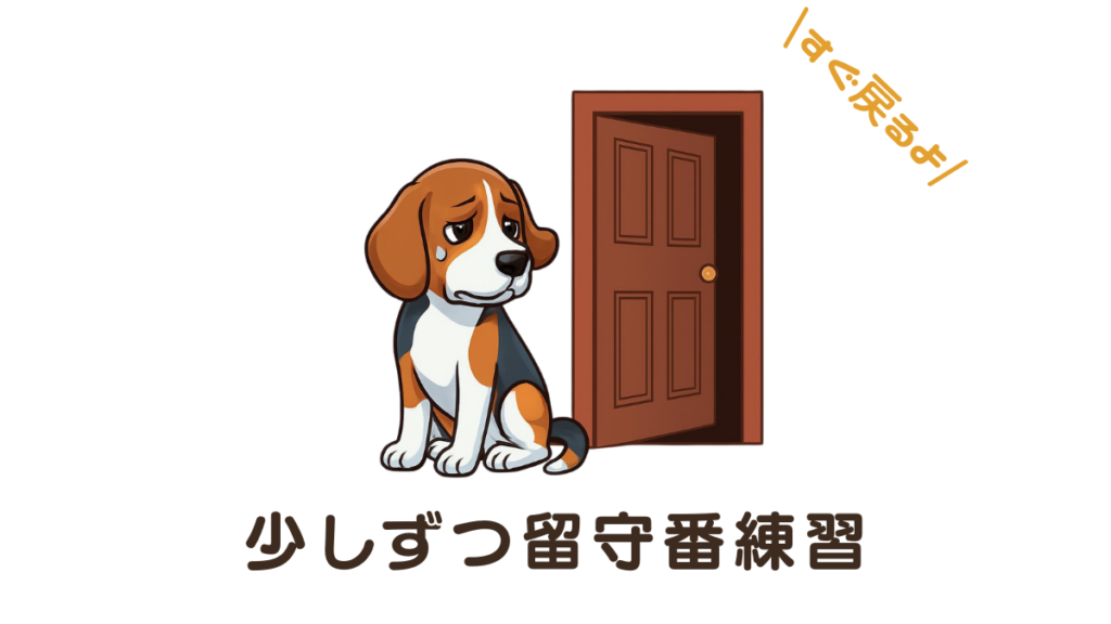 愛犬を置いて外出する際、その悲しげな表情に後ろ髪を引かれていませんか?「いきなり長時間は無理」と悩む飼い主さんへ。愛犬の不安を最小限に抑え、無理なく進める「数分からの留守番練習」の手順を解説。焦らず着実に、独りでも平気になるための第一歩をご紹介します。
