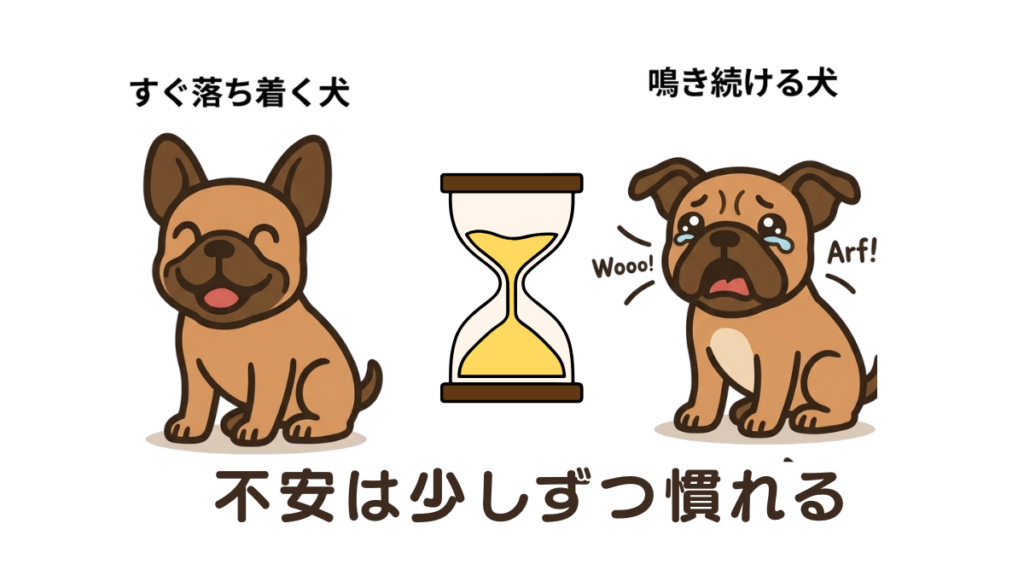 留守番中に鳴き続ける愛犬を見て、「いつか慣れるの？」と不安になっていませんか。分離不安の解消には、時間の長さではなく「質の良い成功体験」が不可欠です。我が家の愛犬が落ち着きを取り戻すまでの具体的なトレーニング法をまとめました。一歩ずつ、安心を育てましょう。