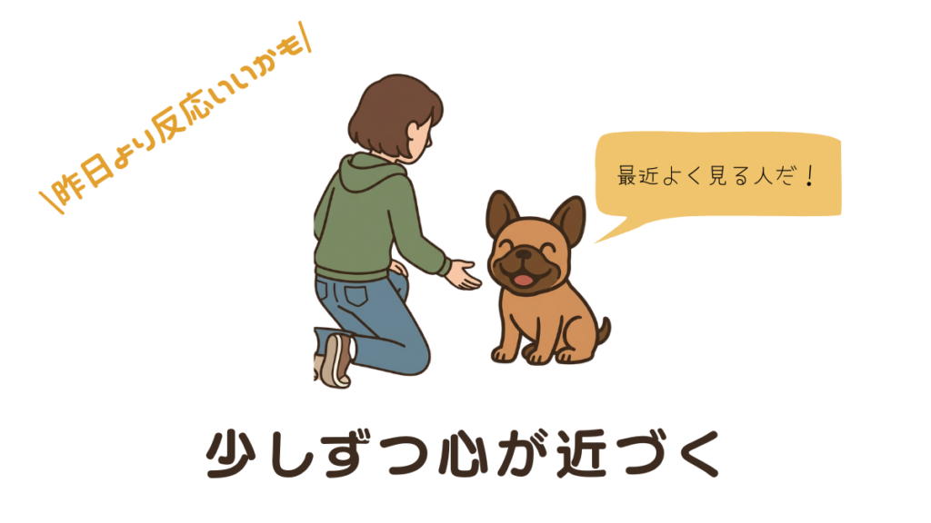 繁殖引退犬を迎え、なかなか心を開いてくれない愛犬の様子に戸惑っていませんか?「昨日より反応がいいかも」と思えるまでのリアルな変化をブログに記録しました。愛犬が安心感を持つための接し方と、信頼関係を築くための具体的なヒントがわかります。