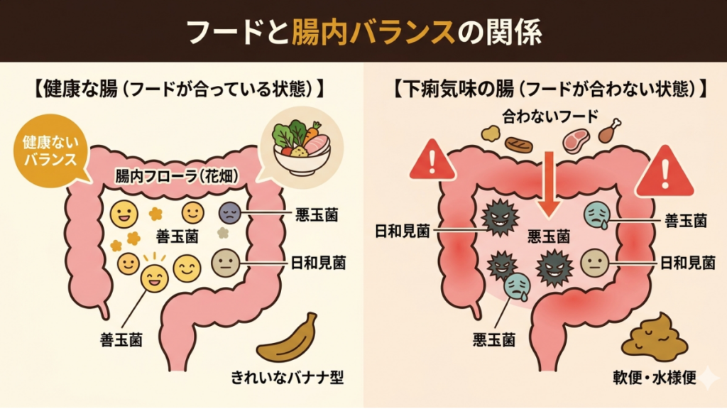愛犬の下痢が治らないのは、腸内の「善玉菌」と「悪玉菌」のバランスが崩れているせいかもしれません。繁殖引退犬として迎えた愛犬の腸内環境を、フード選びでどう整えたのか?イラストを交えてメカニズムから分かりやすく解説。理想の「バナナ型」の便を目指すヒントを届けます。
