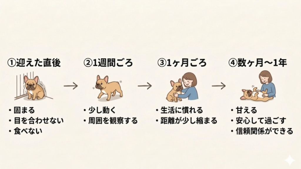 繁殖引退犬を迎え、固まったまま目を合わせない愛犬に不安を感じていませんか?本記事では、食事も摂らなかった状態から、数ヶ月〜1年かけて信頼を築くまでの変化をステップ別に解説。焦らずに見守るためのヒントと、心の距離を縮める方法がわかります。