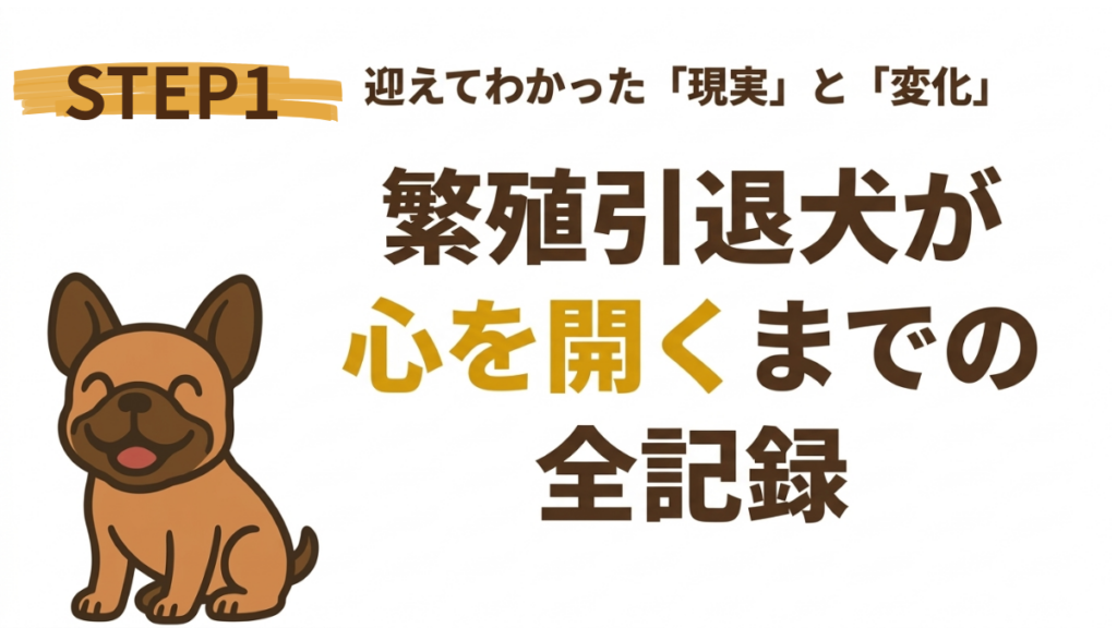 繁殖引退犬を迎え、隅っこで固まったまま目を合わせない愛犬の姿に「どう接すればいいの?」と悩んでいませんか?本記事では、食事も摂らなかった初期状態から、数ヶ月かけて信頼を築くまでの変化をステップ別に解説。焦らずに心の距離を縮める方法がわかります。