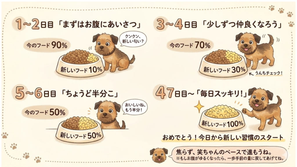 新しいフードへの切り替え、お腹がゆるくならないか心配ではありませんか？繁殖引退犬の愛犬が実際に成功した、1週間かけた丁寧なステップを公開します。焦らず「お腹にあいさつ」から始める具体的な方法を知って、愛犬の毎日をスッキリ整えてあげましょう。
