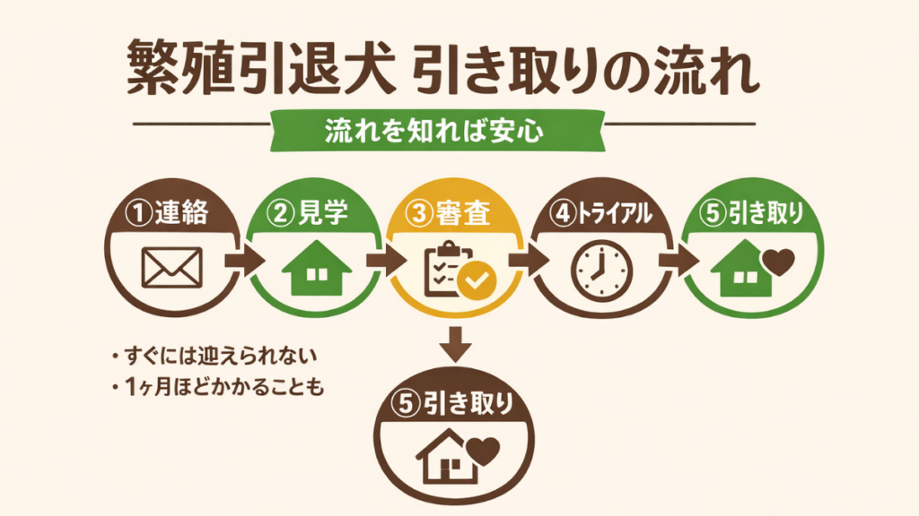 「繁殖引退犬を迎えたいけど、手続きが難しそう」と悩んでいませんか？実は、連絡から引き取りまでには5つのステップがあり、1ヶ月ほどかかることも。愛犬をお迎えした実体験をもとに、見学や審査のポイントをやさしく解説します。流れを知れば、不安が安心に変わります。
