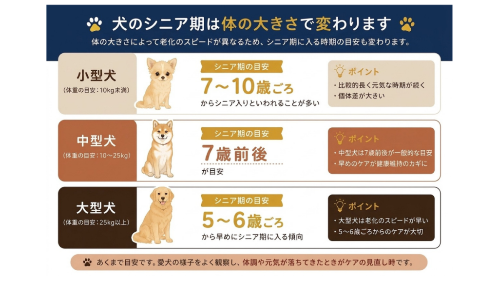 愛犬の寿命やシニア期のサインに不安を感じていませんか?体の大きさで異なる老化のスピードや、5〜10歳ごろのシニア入りの目安など正しい知識を網羅。先々の心配で行き詰まる前に、愛犬の特徴に合わせたケアを知り、今この瞬間を最高に愛おしみましょう。