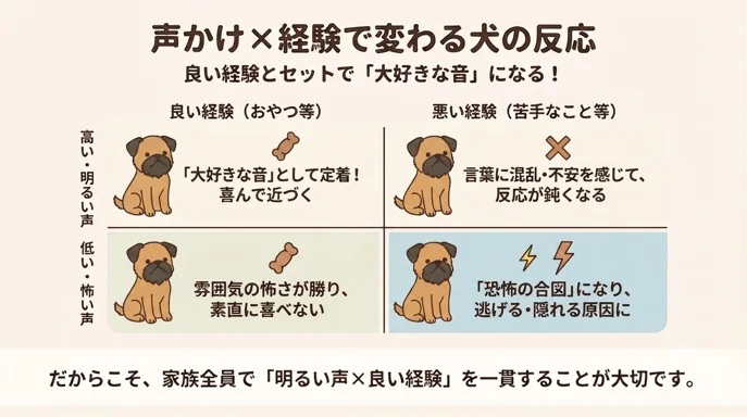 愛犬のために優しい言葉をかけているのに反応してくれず、寂しい思いをしていませんか？実は、犬の反応は「声のトーン×その後の経験」で決まります。言葉を大好きな音にするための正しい組み合わせと、家族全員で一貫して取り組むべき大切な理由を解説します。