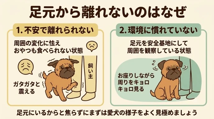 ドッグランで愛犬が足元から離れず悩んでいませんか?実は「不安で怯えている」のと「環境に慣れようと観察している」のでは大きな違いがあります。その見極め方や安心させる手順を解説。元々怖がりだった私の愛犬が少しずつ克服した体験談もご紹介します。