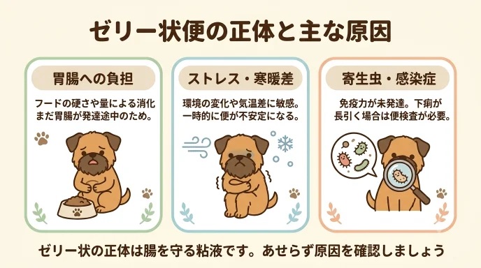 愛犬のトイレにプルプルしたゼリー便が出て「何が原因なの？」と焦っていませんか？正体は腸を守る粘液で、胃腸の負担や寒暖差、寄生虫などが影響しています。朝だけ粘液便を繰り返した愛犬の写真撮影や体調記録で落ち着いて対応できた我が家の体験をお伝えします。