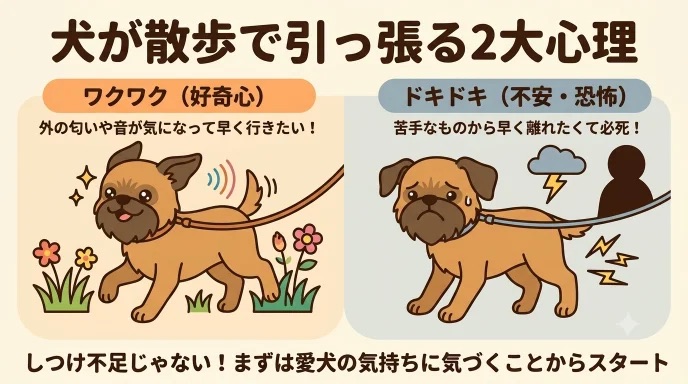 散歩で急に引っ張られてヒヤッとした経験はありませんか？行動の裏には、ワクワクする好奇心や逃げたい怖さなどの心理が隠れています。怖がりな愛犬と落ち着いて歩けるようになるまでの実体験をもとに、力に頼らず解決へ導く練習法を解説します。
