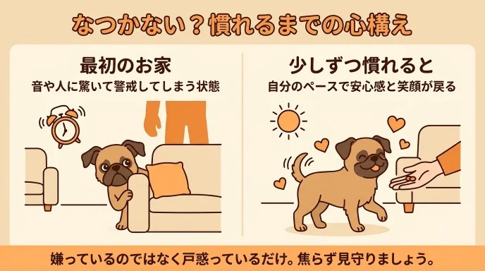 繁殖引退犬を迎えて「なかなか自分になついてくれない…」と焦っていませんか？嫌っているのではなく接し方に戸惑っているだけで、時間をかければ安心感が戻ります。お菓子の袋の音にも怯えていた愛犬と、焦らず距離を縮めて家族になれた実体験をお伝えします。