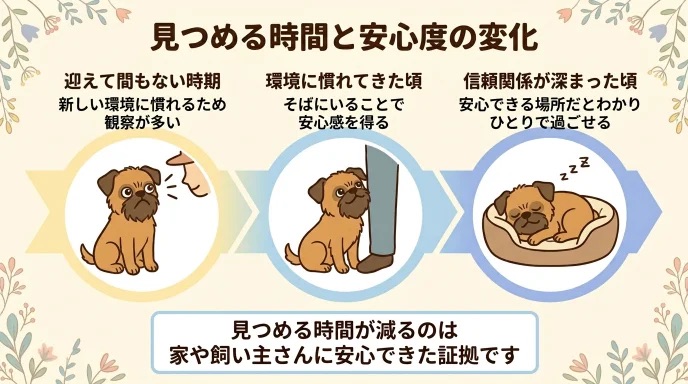 愛犬が見つめる時間が減り「冷めてしまったのかな」と不安になっていませんか？見つめる時間が減るのは、家や飼い主さんに安心できた証拠です。我が家に来た当初はずっと動きを目で追っていた愛犬が、信頼を深めてひとりで過ごせるようになった歩みを解説します。