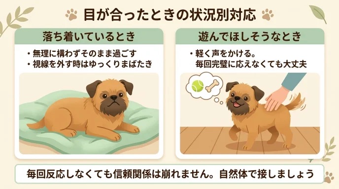 愛犬と目が合ったとき「毎回構ってあげなきゃ」と無理していませんか？落ち着いているならそのまま過ごし、視線を外すときはゆっくりまばたきをするコツが分かります。家族をじっと見つめる愛犬に無理な反応をせず、自然体で信頼を育んだ実体験から解説します。