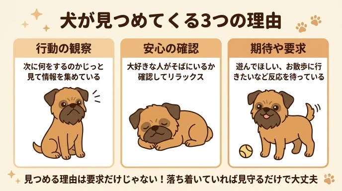 愛犬にずっと見つめられると「何かしてほしいのかな」と悩みませんか？行動の観察や安心の確認、期待など見つめる理由は要求だけではありません。我が家に来た当初ずっと動きを目で追っていた愛犬が、自然体で過ごせるようになるまでの実体験から解説します。