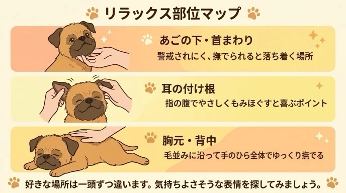 愛犬が撫でられて一番喜ぶ場所を知っていますか？あごの下や耳の付け根など、警戒されにくくリラックスできる部位を詳しく解説。毛並みに沿って優しく触れることで安心感が高まります。愛犬が気持ちよさを感じるお気に入りのツボを見つけましょう。