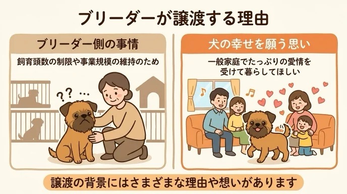 ブリーダーがなぜ犬を譲渡するのか気になっていませんか?飼育頭数の制限といった事業者側の事情だけでなく、一般家庭で愛情たっぷりに暮らしてほしいという願いもあります。元繁殖犬の愛犬を迎えた経験から、譲渡のさまざまな背景と理由を分かりやすく解説します。